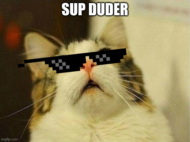 Scared Cat Meme | SUP DUDER | image tagged in memes,scared cat | made w/ Imgflip meme maker