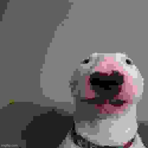 8 bit dog | image tagged in what da dog | made w/ Imgflip meme maker