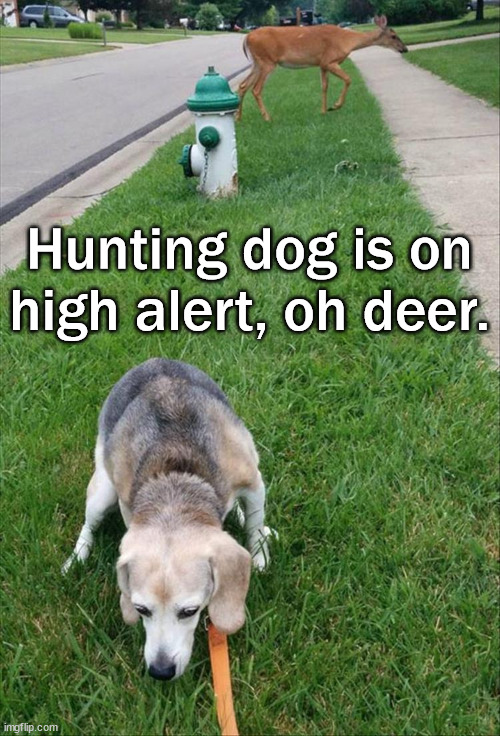 Hunting dog is on high alert, oh deer. | image tagged in dogs | made w/ Imgflip meme maker