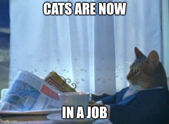 Cat Job | CATS ARE NOW; IN A JOB | image tagged in memes,i should buy a boat cat | made w/ Imgflip meme maker