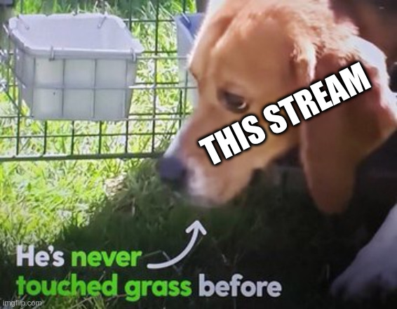 He's never touched grass before | THIS STREAM | image tagged in he's never touched grass before | made w/ Imgflip meme maker