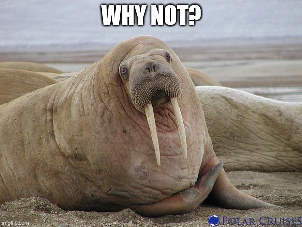 Walrus | WHY NOT? | image tagged in walrus | made w/ Imgflip meme maker