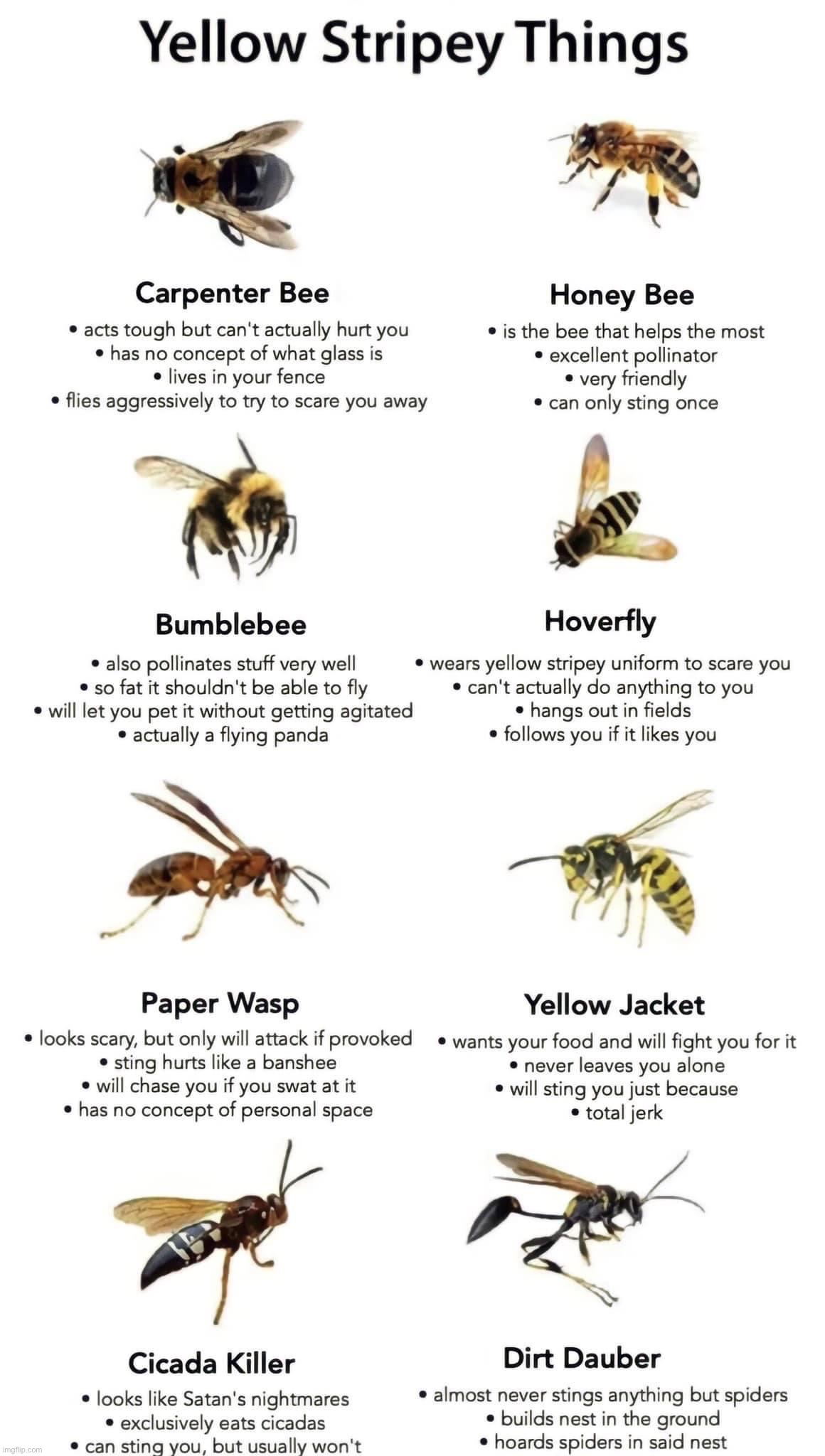 Yellow stripey things | image tagged in yellow stripey things | made w/ Imgflip meme maker