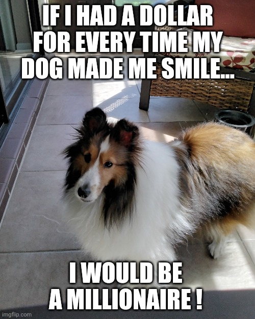 A dollar for everytime my dog makes me smile | IF I HAD A DOLLAR FOR EVERY TIME MY DOG MADE ME SMILE... I WOULD BE A MILLIONAIRE ! | image tagged in sheltie,smile,dollar | made w/ Imgflip meme maker