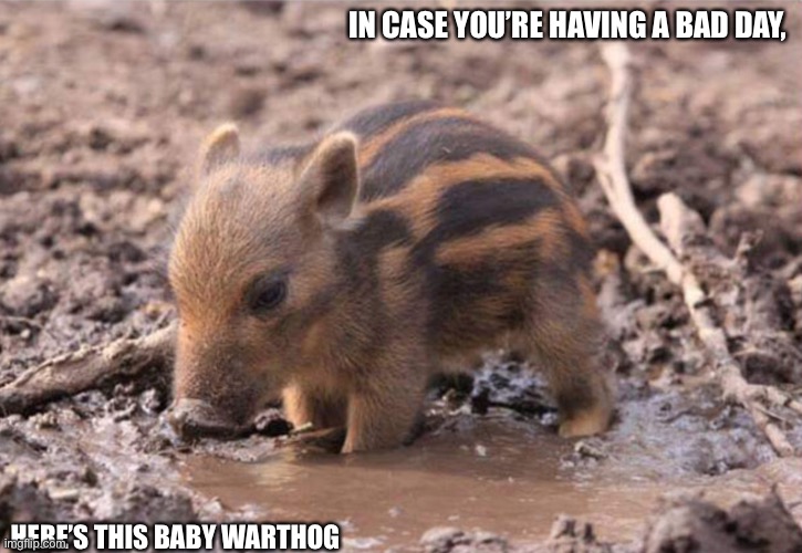 :) | IN CASE YOU’RE HAVING A BAD DAY, HERE’S THIS BABY WARTHOG | image tagged in cute | made w/ Imgflip meme maker