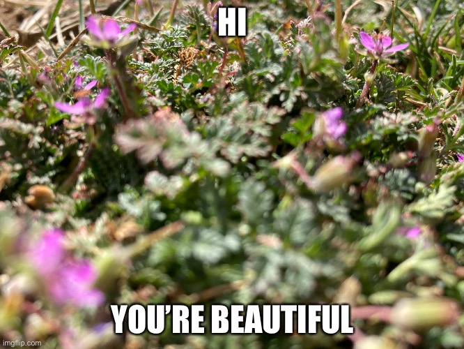 Your hair is just… *chef’s kiss* | HI; YOU’RE BEAUTIFUL | image tagged in beautiful | made w/ Imgflip meme maker