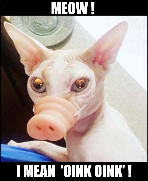 Hairless Cat In Disguise ! | MEOW ! I MEAN  'OINK OINK' ! | image tagged in cats,hairless,disguise,pig | made w/ Imgflip meme maker