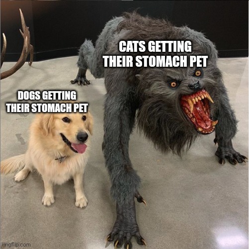 E | CATS GETTING THEIR STOMACH PET; DOGS GETTING THEIR STOMACH PET | image tagged in dog vs werewolf | made w/ Imgflip meme maker