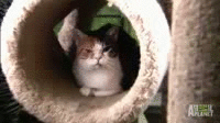 cutecat | image tagged in gifs,cats | made w/ Imgflip video-to-gif maker