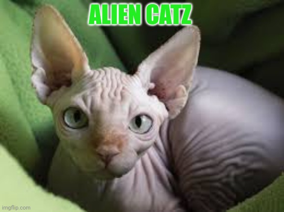 Meow |  ALIEN CATZ | image tagged in meow,alien,cat | made w/ Imgflip meme maker
