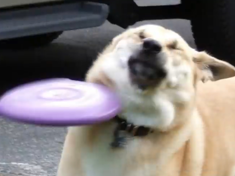 Dog gets smacked by frisbee Blank Meme Template