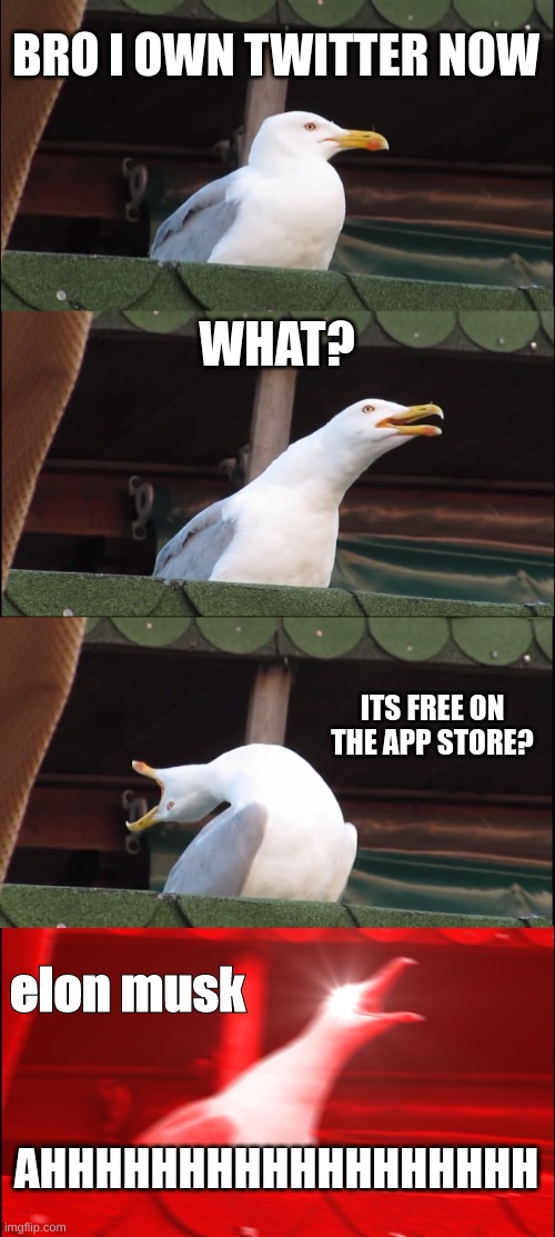 bro same | BRO I OWN TWITTER NOW; WHAT? ITS FREE ON THE APP STORE? elon musk; AHHHHHHHHHHHHHHHHHH | image tagged in memes,inhaling seagull | made w/ Imgflip meme maker