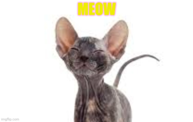 Cute hairless cat |  MEOW | image tagged in cats,hairless,cat,meow | made w/ Imgflip meme maker