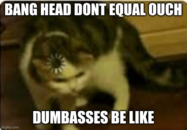 Buffering cat | BANG HEAD DONT EQUAL OUCH DUMBASSES BE LIKE | image tagged in buffering cat | made w/ Imgflip meme maker