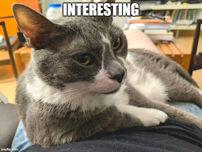 interestingcat | INTERESTING | image tagged in interestingcat | made w/ Imgflip meme maker