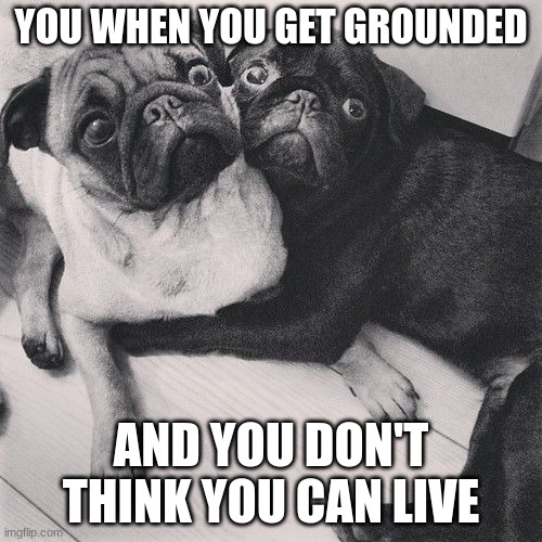 Scared pugs | YOU WHEN YOU GET GROUNDED; AND YOU DON'T THINK YOU CAN LIVE | image tagged in scared pugs | made w/ Imgflip meme maker