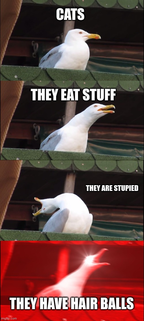 Inhaling Seagull | CATS; THEY EAT STUFF; THEY ARE STUPIED; THEY HAVE HAIR BALLS | image tagged in memes,inhaling seagull | made w/ Imgflip meme maker