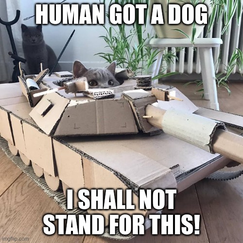 Cat in cardboard tonk | HUMAN GOT A DOG; I SHALL NOT STAND FOR THIS! | image tagged in cat in cardboard tonk | made w/ Imgflip meme maker