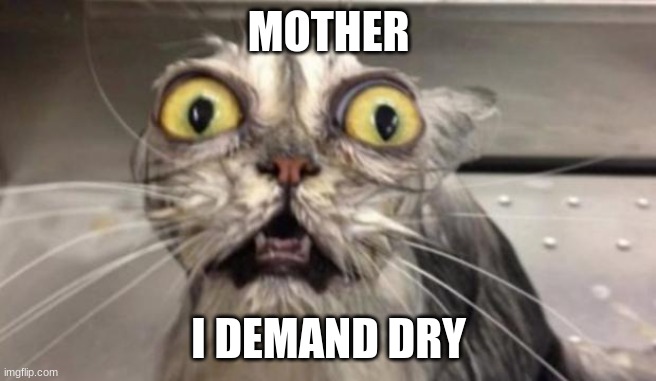 Crazy Cat | MOTHER; I DEMAND DRY | image tagged in crazy cat | made w/ Imgflip meme maker