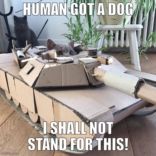 Cat in cardboard tonk | HUMAN GOT A DOG; I SHALL NOT STAND FOR THIS! | image tagged in cat in cardboard tonk | made w/ Imgflip meme maker