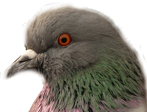 pigeon head Blank Meme Template