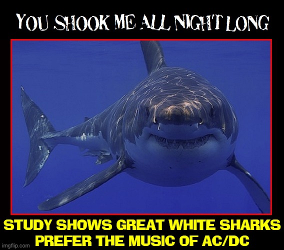 I'm trying to figure out who pays for these studies |  STUDY SHOWS GREAT WHITE SHARKS
PREFER THE MUSIC OF AC/DC | image tagged in vince vance,sharks,memes,acdc,great white shark,fish | made w/ Imgflip meme maker