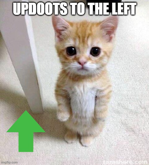 what a cute cat | UPDOOTS TO THE LEFT | image tagged in memes,cute cat | made w/ Imgflip meme maker