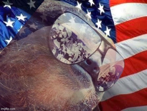 Patriotic sloth | image tagged in patriotic sloth | made w/ Imgflip meme maker