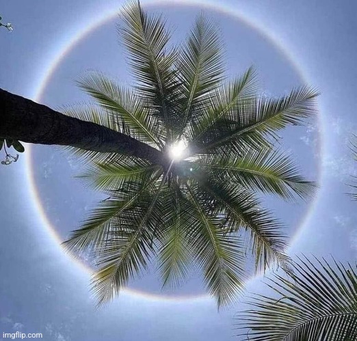 Sun Halo | image tagged in sun,halo,palm tree,beautiful nature,awesome,photo | made w/ Imgflip meme maker