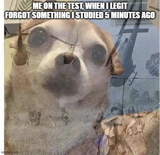 questions | ME ON THE TEST, WHEN I LEGIT FORGOT SOMETHING I STUDIED 5 MINUTES AGO | image tagged in ptsd chihuahua | made w/ Imgflip meme maker