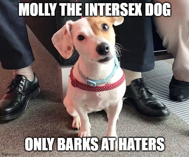 Molly is indeed intersex, Look it up xD | MOLLY THE INTERSEX DOG; ONLY BARKS AT HATERS | image tagged in dog,intersex,what,you thought it was only humans | made w/ Imgflip meme maker