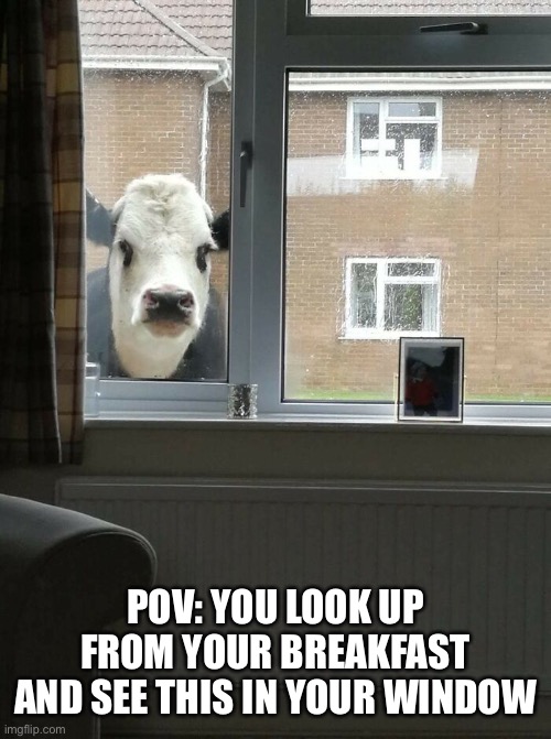 What would you do | POV: YOU LOOK UP FROM YOUR BREAKFAST AND SEE THIS IN YOUR WINDOW | image tagged in cow,window,what would you do | made w/ Imgflip meme maker