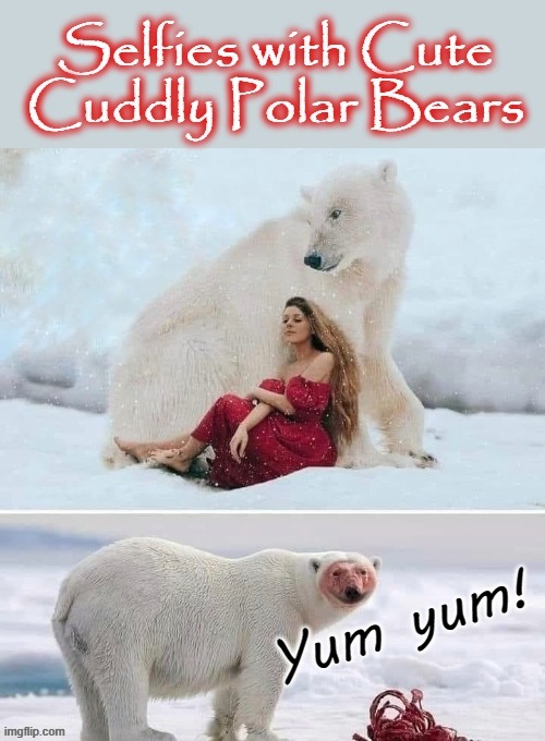 Cuddly  Selfies | image tagged in hello polar bear | made w/ Imgflip meme maker