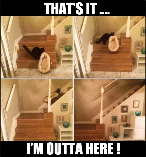 When You Quarrel With The Cat ! | THAT'S IT .... I'M OUTTA HERE ! | image tagged in cats,quarrel,i'm outta here | made w/ Imgflip meme maker