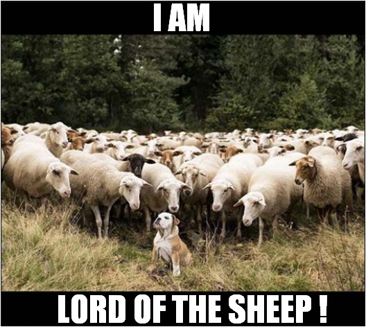 Dog Worship ! | I AM; LORD OF THE SHEEP ! | image tagged in dogs,lord,sheep | made w/ Imgflip meme maker