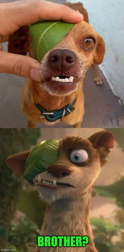 Bucky Dog | BROTHER? | image tagged in funny,dogs,ice age,buck | made w/ Imgflip meme maker