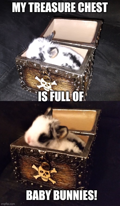 TINY BUNNY IN A TINY CHEST | MY TREASURE CHEST; IS FULL OF; BABY BUNNIES! | image tagged in bunnies,bunny,pirate,chest | made w/ Imgflip meme maker