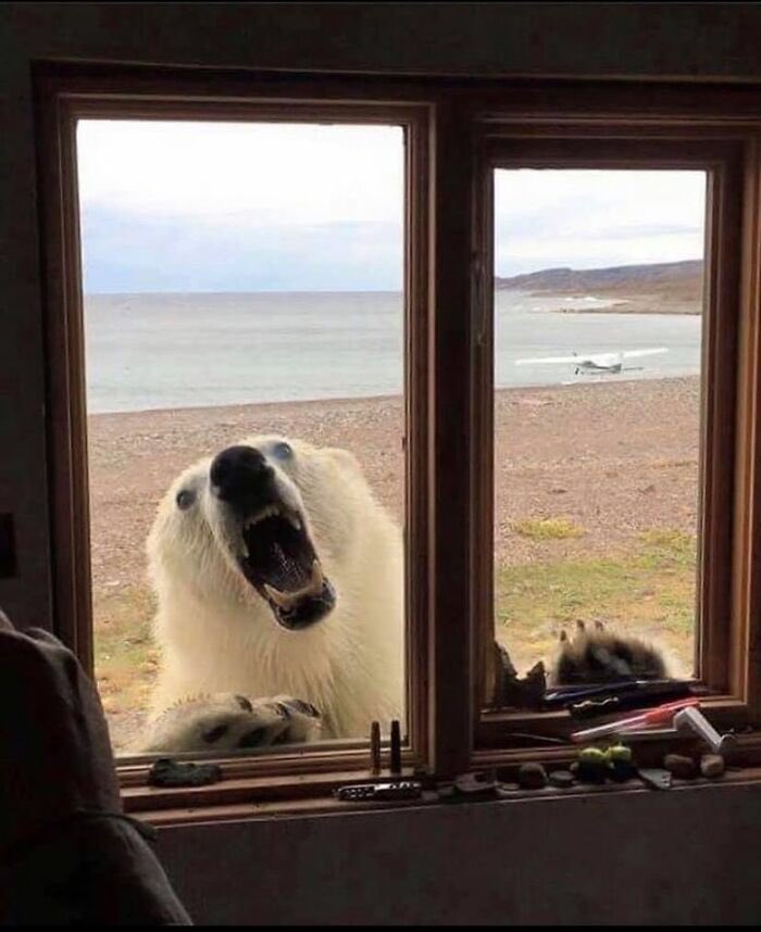 Polar bear window Blank Meme Template