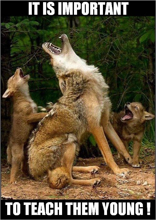 Howling Lessons ! | IT IS IMPORTANT; TO TEACH THEM YOUNG ! | image tagged in dogs,wolf,wolves,howling,life lessons | made w/ Imgflip meme maker