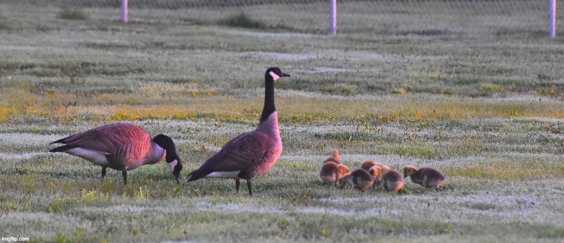 sunrise on goose family | image tagged in geese,family | made w/ Imgflip meme maker