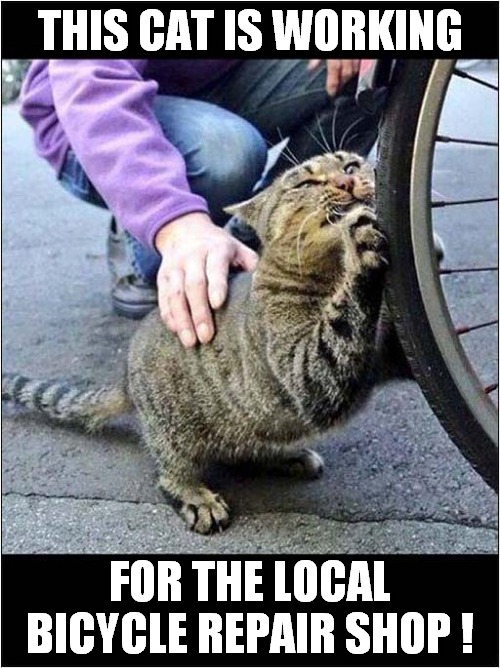 On The Job Training ! | THIS CAT IS WORKING; FOR THE LOCAL BICYCLE REPAIR SHOP ! | image tagged in cats,bicycle,tyres,tires,punctures | made w/ Imgflip meme maker