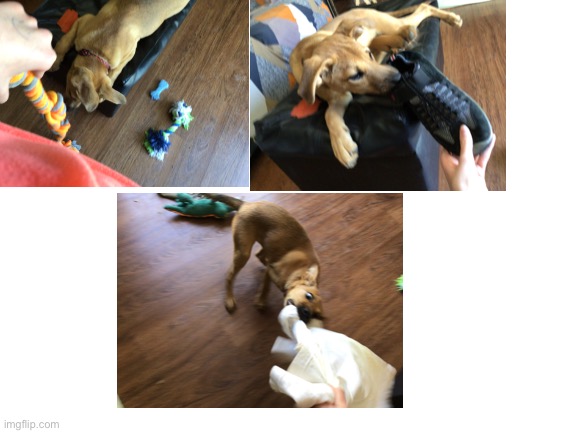 Me playing with my puppy (hand reveal yay) NO Dolores got the shoe! | image tagged in blank white template | made w/ Imgflip meme maker