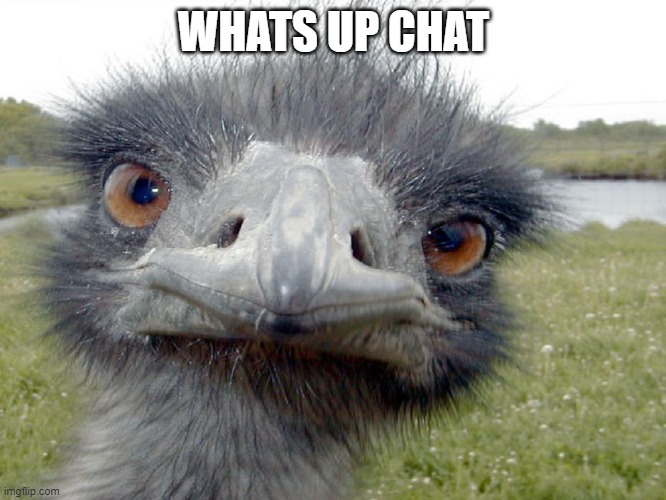 whats up chat | WHATS UP CHAT | image tagged in emu head brah whats up | made w/ Imgflip meme maker