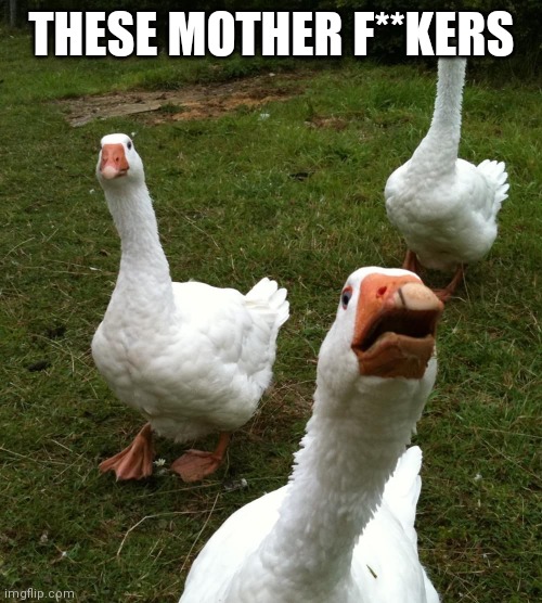 Gang of geese | THESE MOTHER F**KERS | image tagged in gang of geese | made w/ Imgflip meme maker