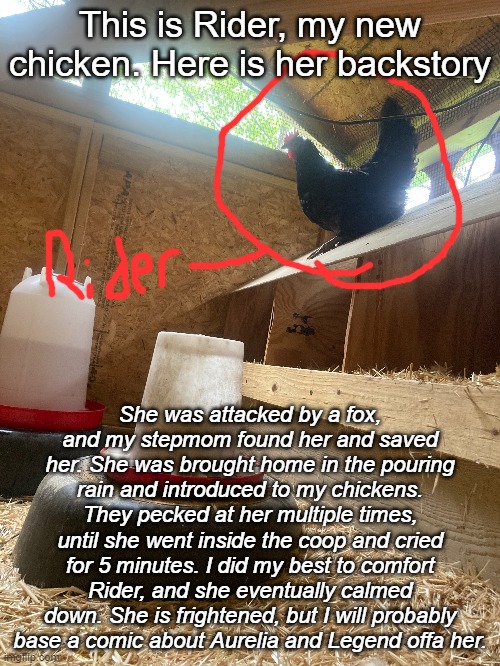 Poor chicken. She's traumatized. | This is Rider, my new chicken. Here is her backstory; She was attacked by a fox, and my stepmom found her and saved her. She was brought home in the pouring rain and introduced to my chickens. They pecked at her multiple times, until she went inside the coop and cried for 5 minutes. I did my best to comfort Rider, and she eventually calmed down. She is frightened, but I will probably base a comic about Aurelia and Legend offa her. | made w/ Imgflip meme maker