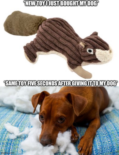 Ripped Dog Toy | *NEW TOY I JUST BOUGHT MY DOG*; *SAME TOY FIVE SECONDS AFTER GIVING IT TO MY DOG* | image tagged in dog,dog toy,new toy,stuffing,ripped toy | made w/ Imgflip meme maker