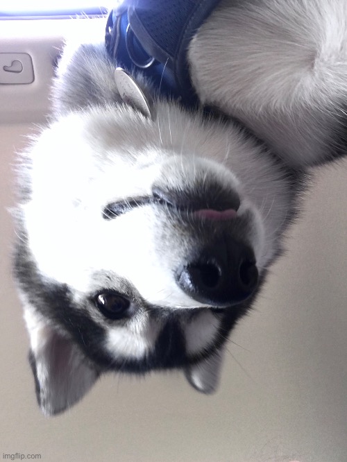 No context, just an upside down doggo | made w/ Imgflip meme maker