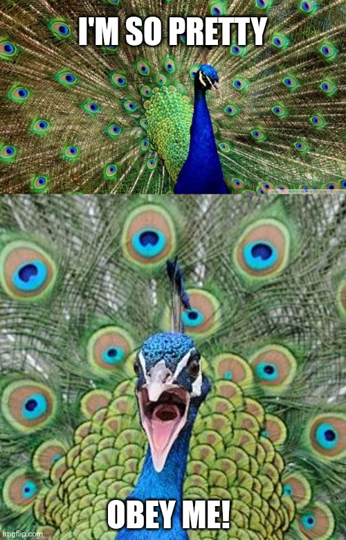Obey the pretty peacock | I'M SO PRETTY; OBEY ME! | image tagged in peacock,origin of peacocks | made w/ Imgflip meme maker