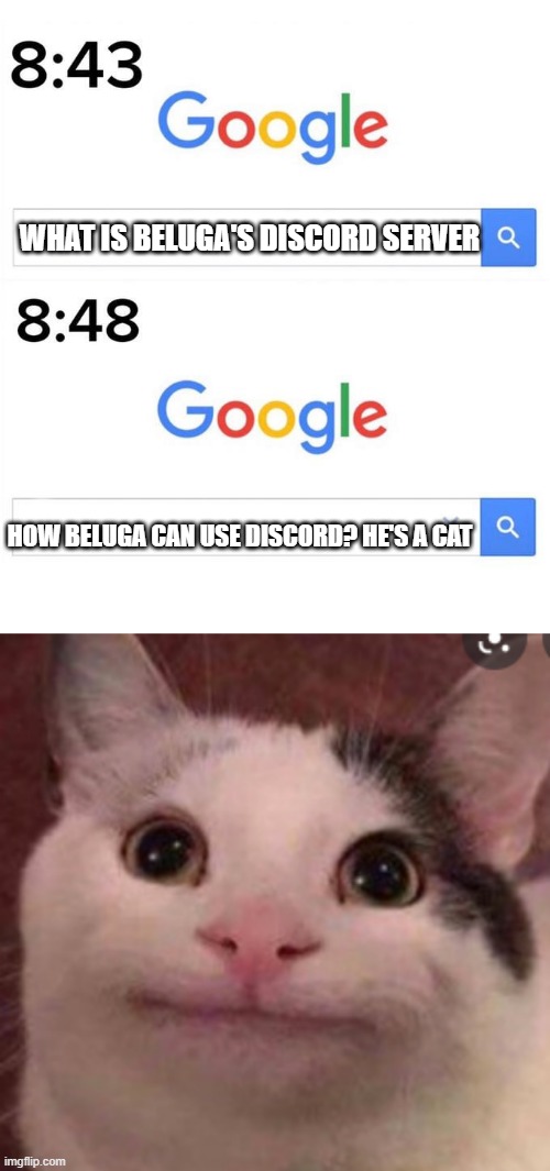 Beluga memes | WHAT IS BELUGA'S DISCORD SERVER; HOW BELUGA CAN USE DISCORD? HE'S A CAT | image tagged in google before after,beluga cat | made w/ Imgflip meme maker