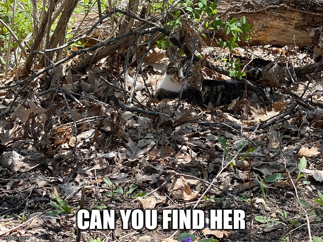 CAN YOU FIND HER | made w/ Imgflip meme maker